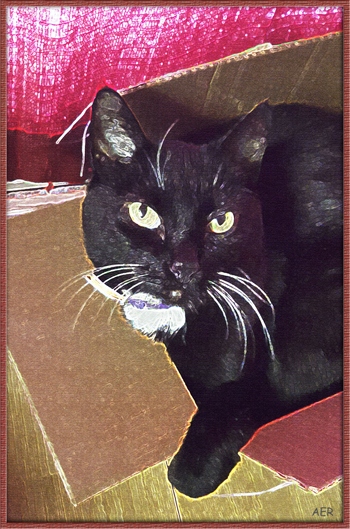 photo_edit_cat_with_painting_effect