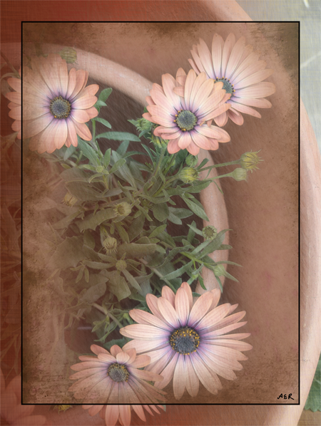 African_Daisies_in_Nevada_orange_sm