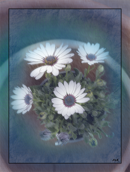 African_Daisies_in_Nevada_white_sm